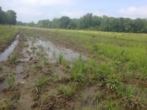 Unplanted waterlogged field